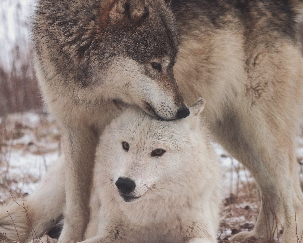 Волки пара фото