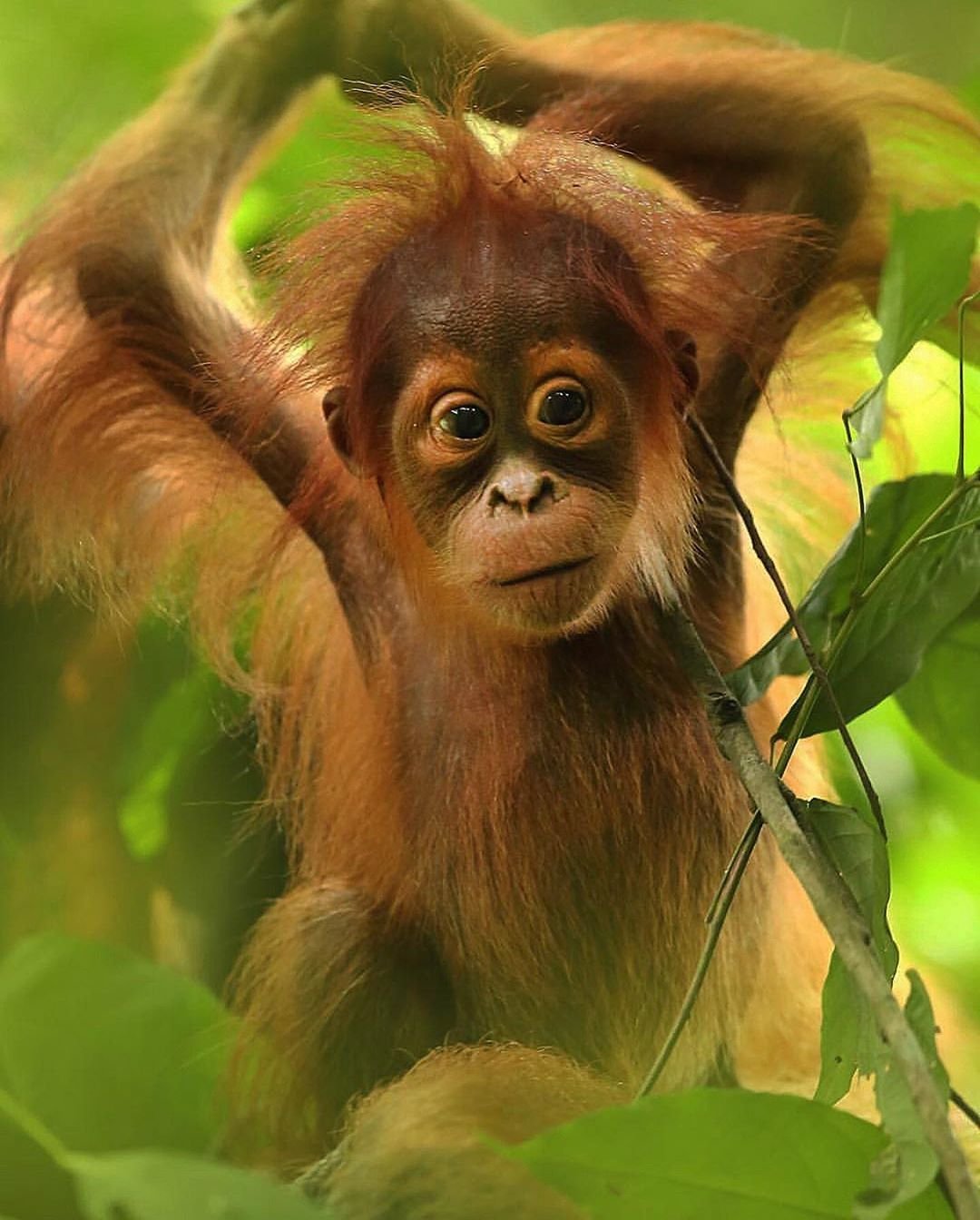 Карликовый орангутанг