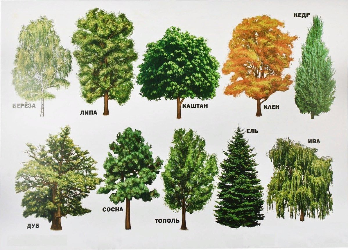 Лиственные деревья