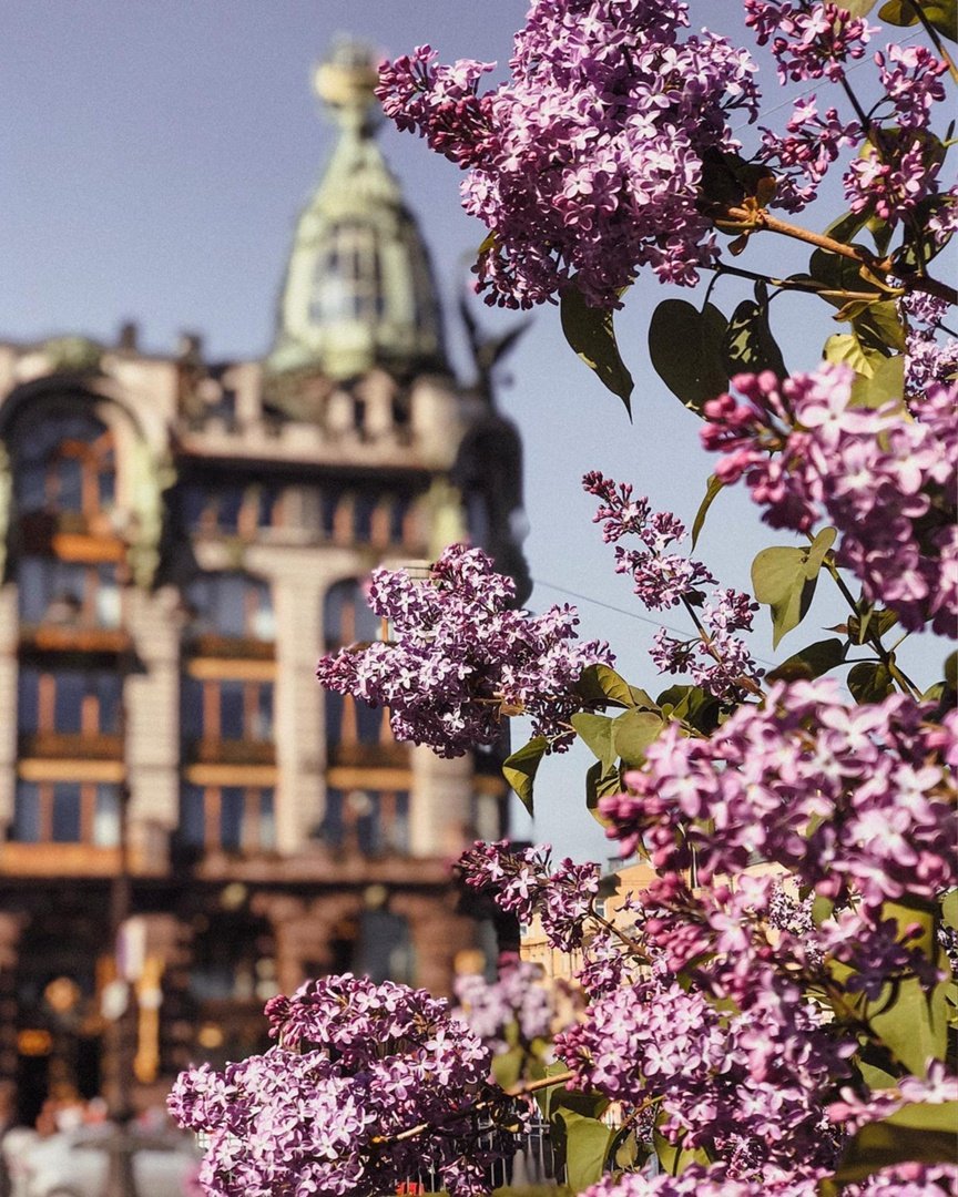 Исаакиевский собор сирень