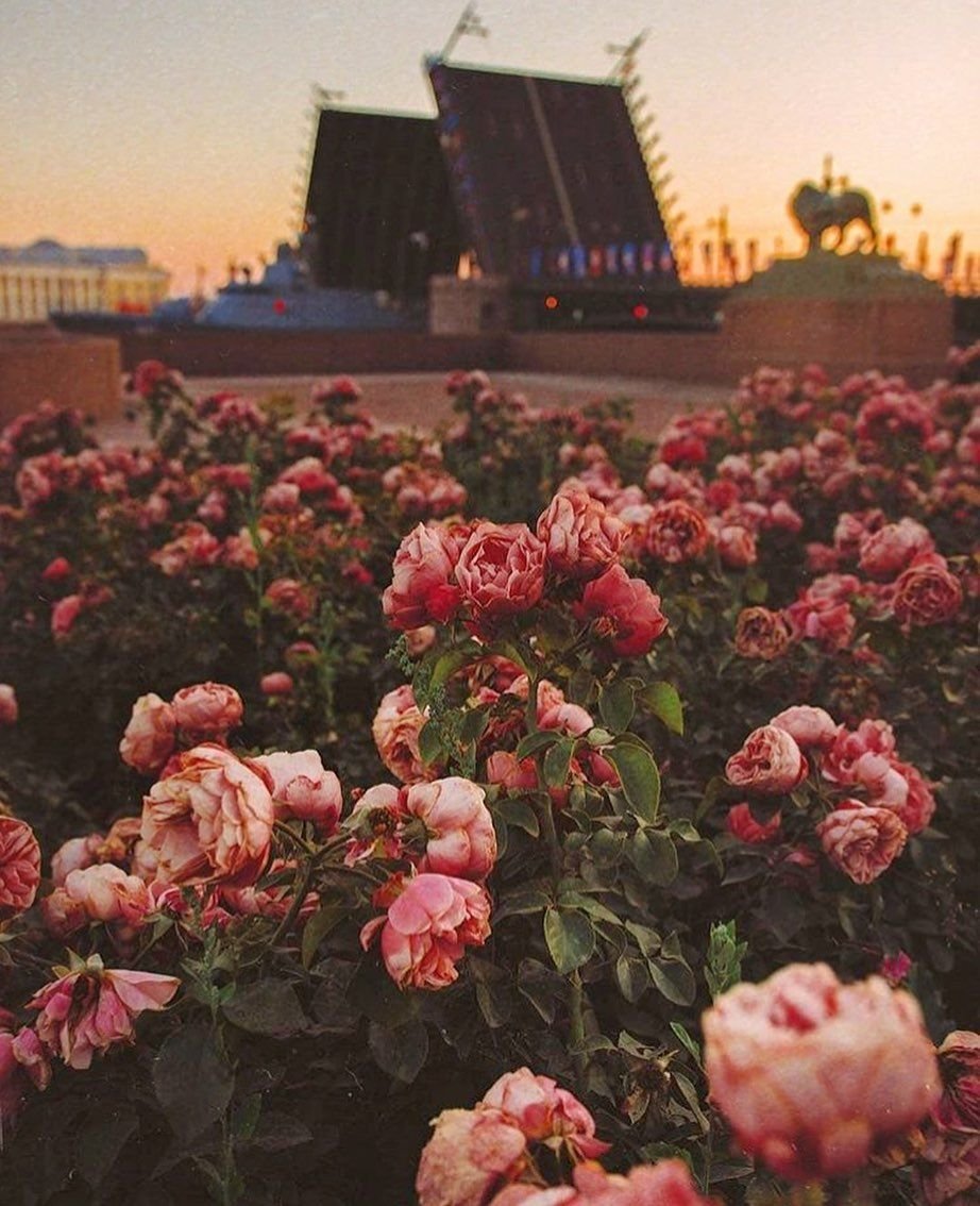 Цветы на фоне Питера