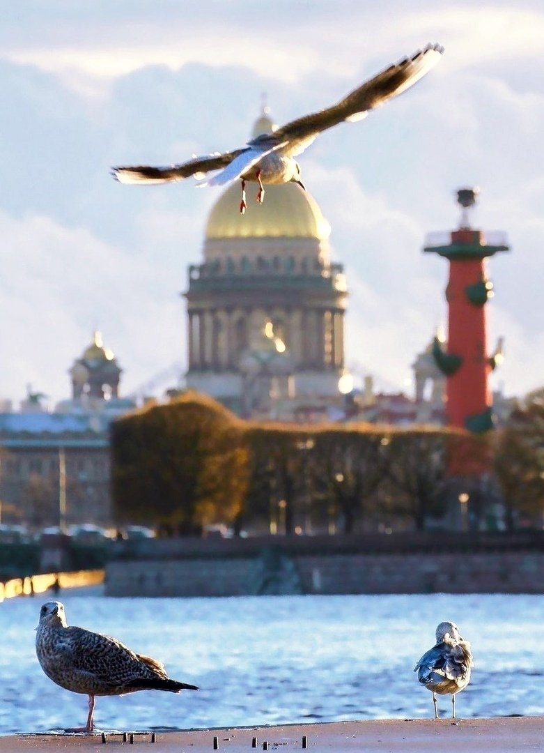 Доброе утро Питер