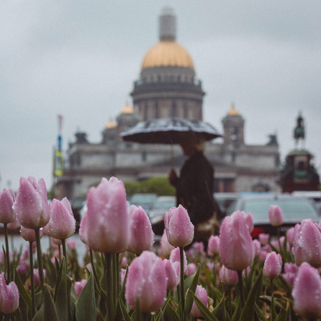 Тюльпаны у Исаакиевского собора