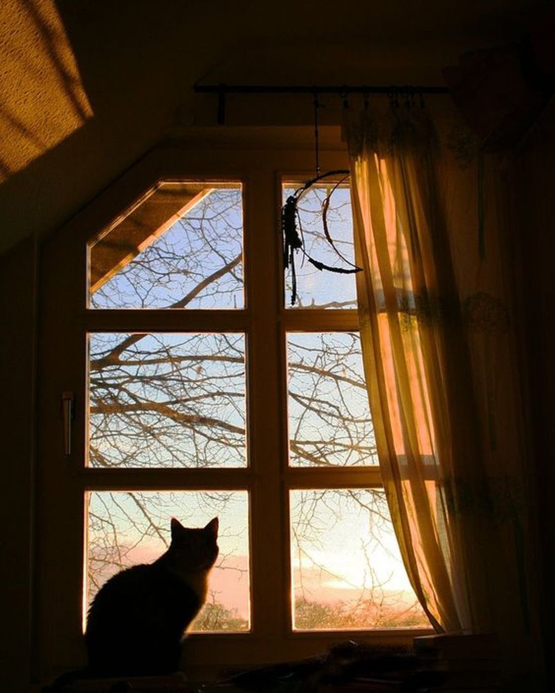 Коты на подоконнике