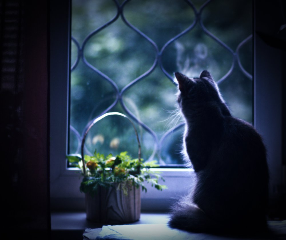 Одинокий кот