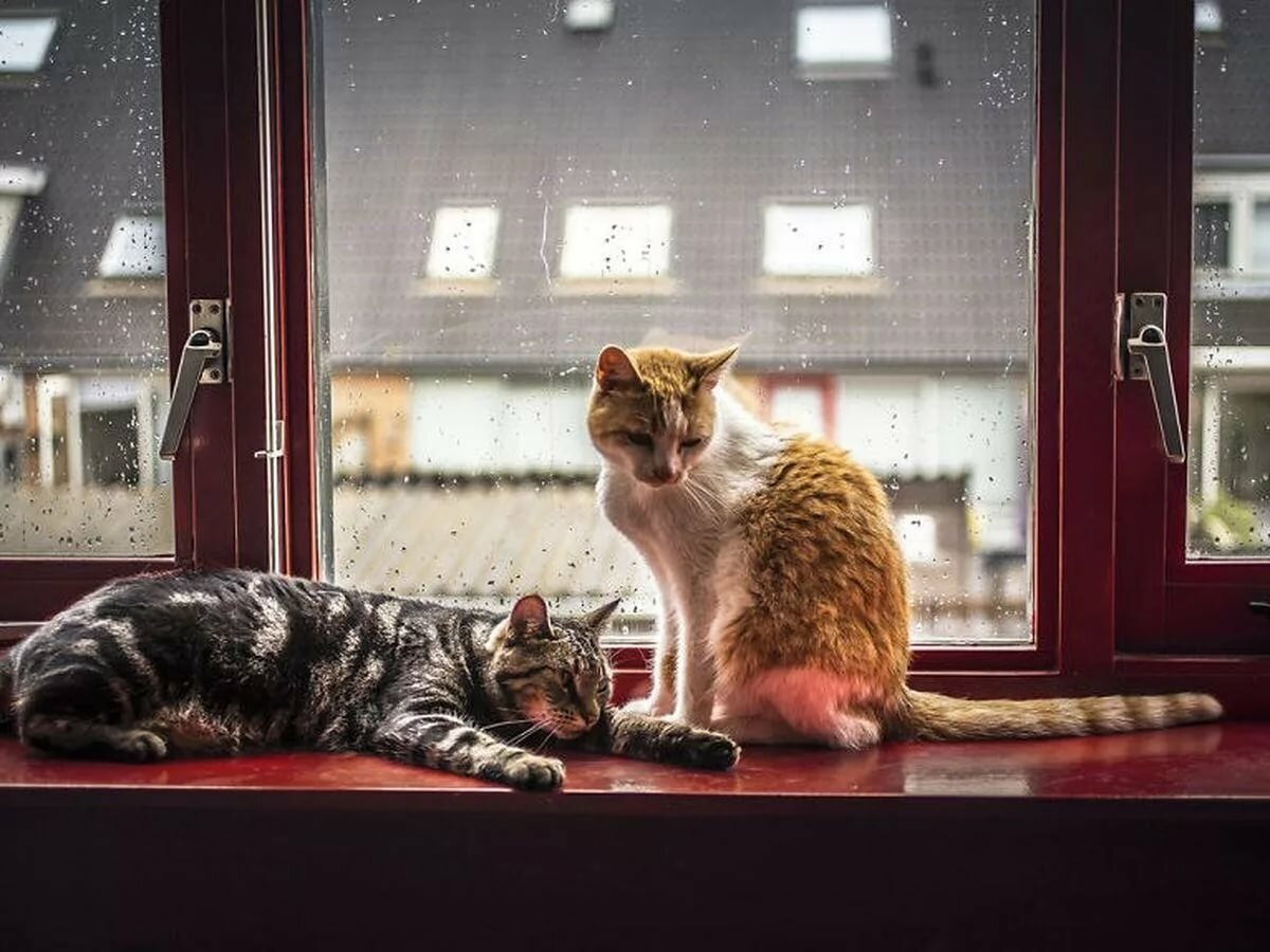 Кот на подоконнике дождь