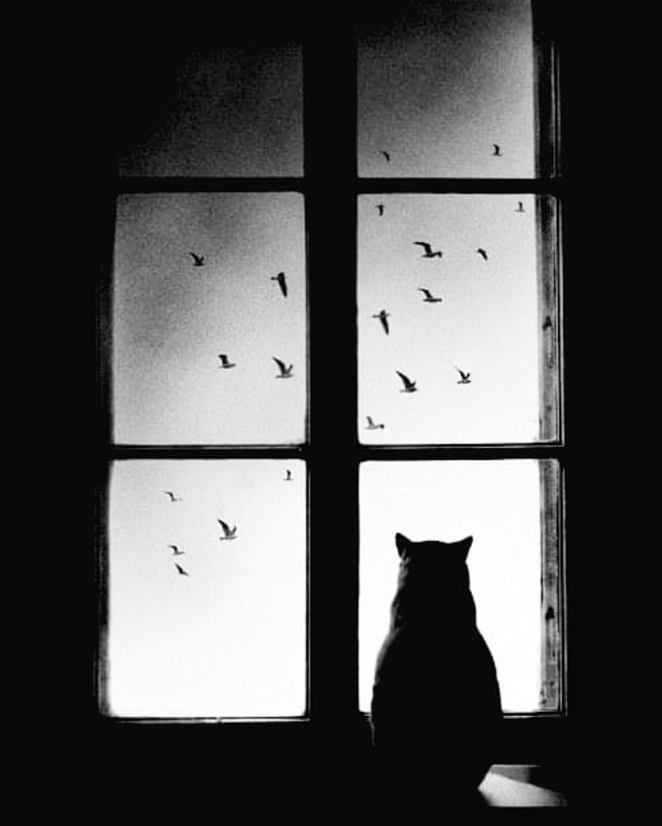 Одиночество кот