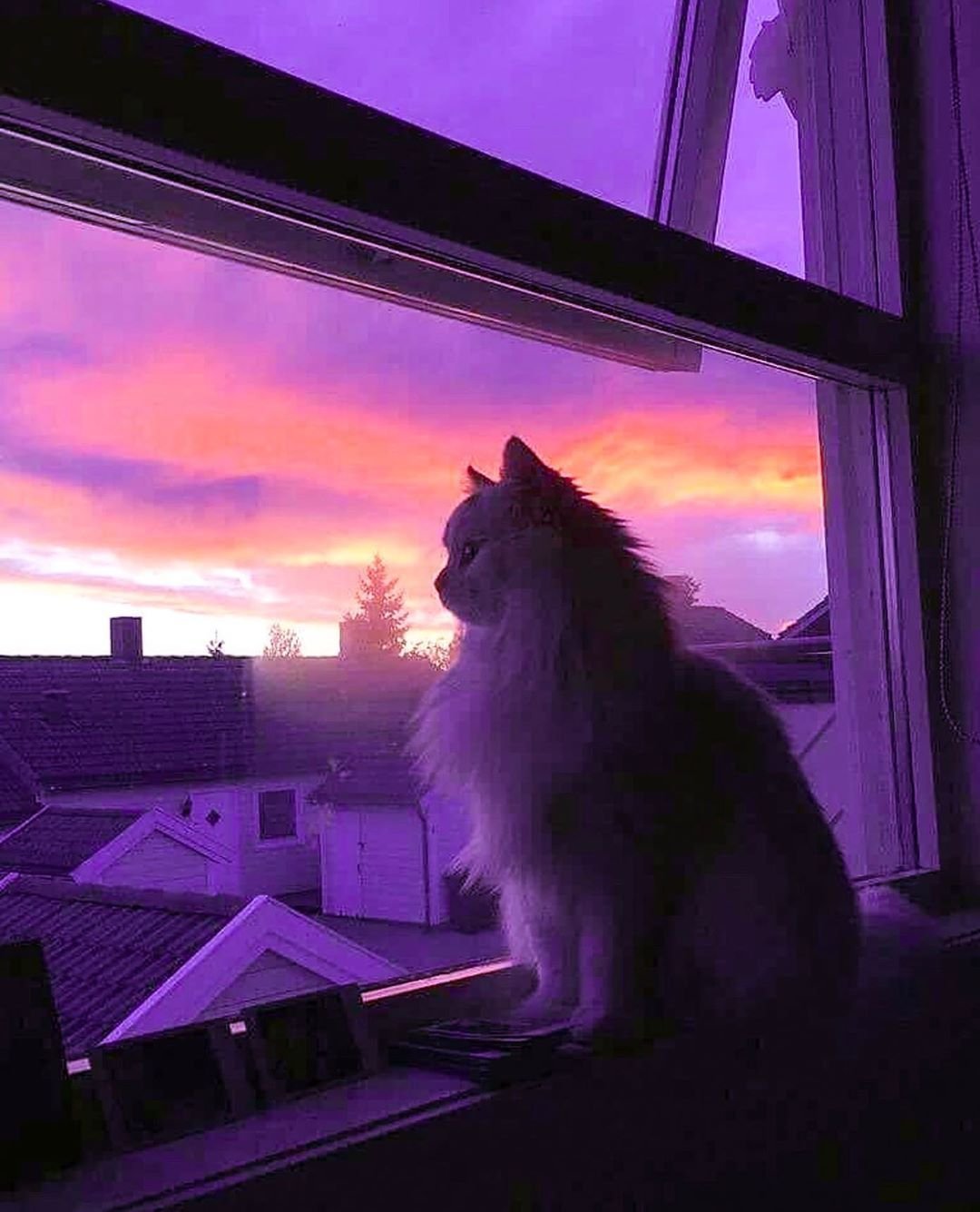 Кот на окне