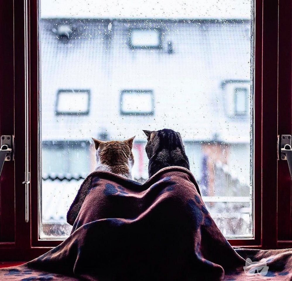 Кот в пледе у окна