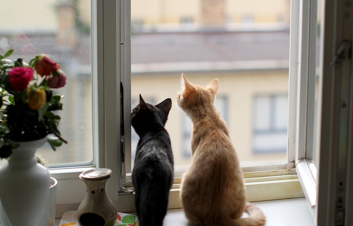 2 Кота у окна Москва Сити