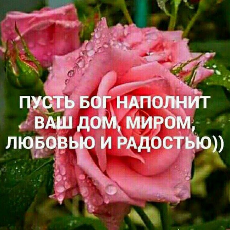 Прекрасные нежные цветы