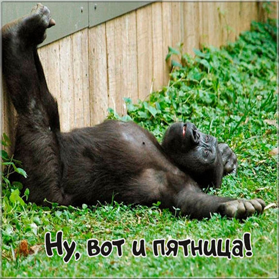 Пятница приколы