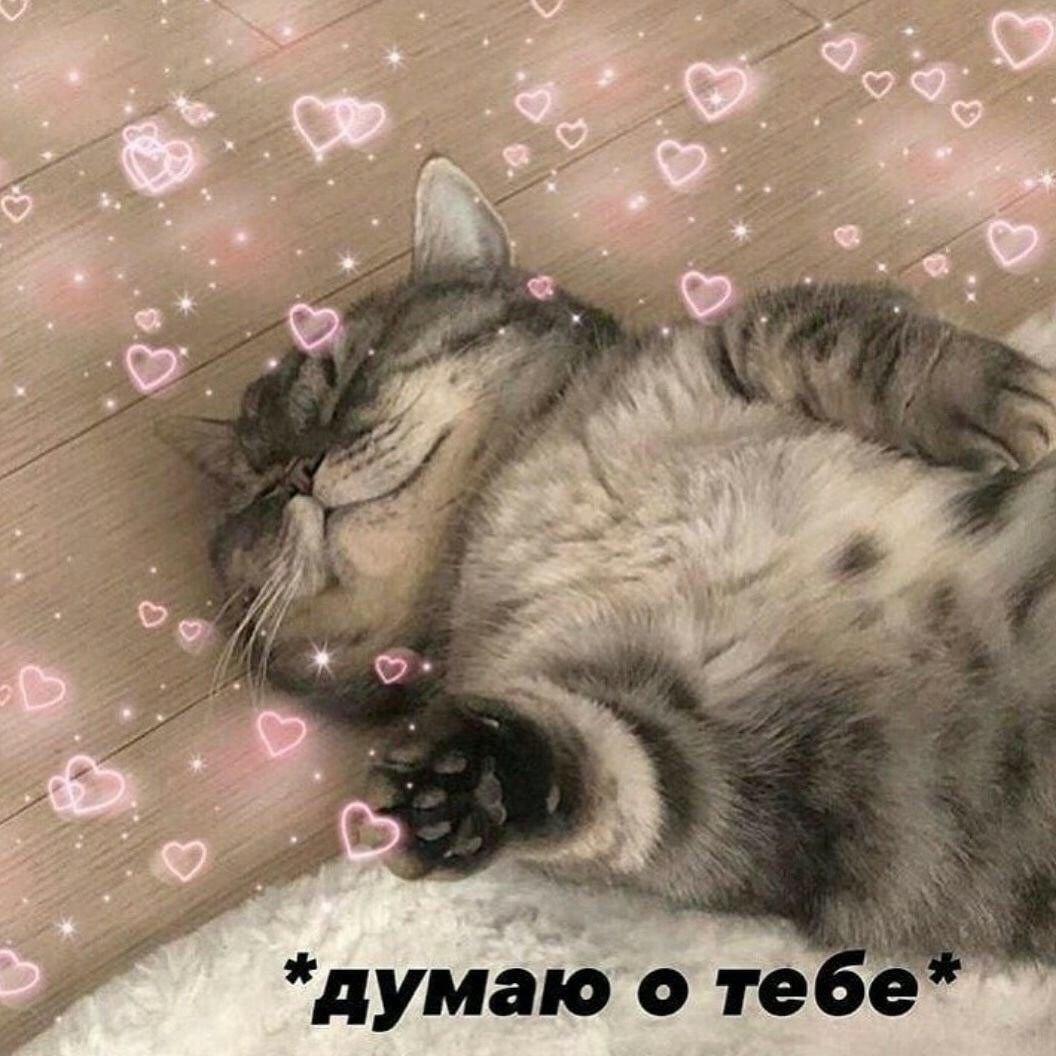 Милые картиночки с котиками и сердечками