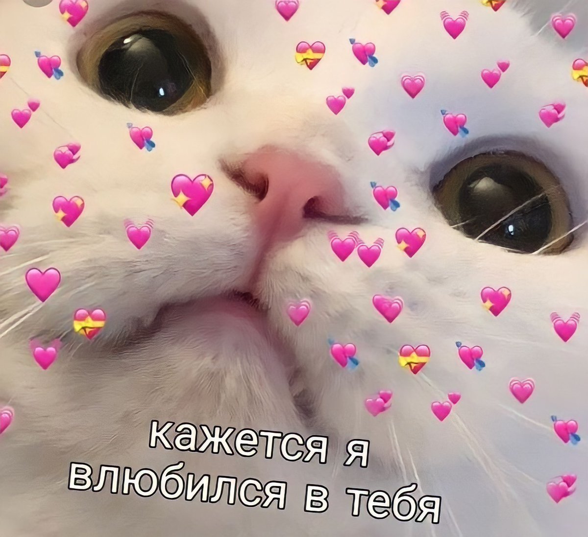 Пикчи для любви с котиками