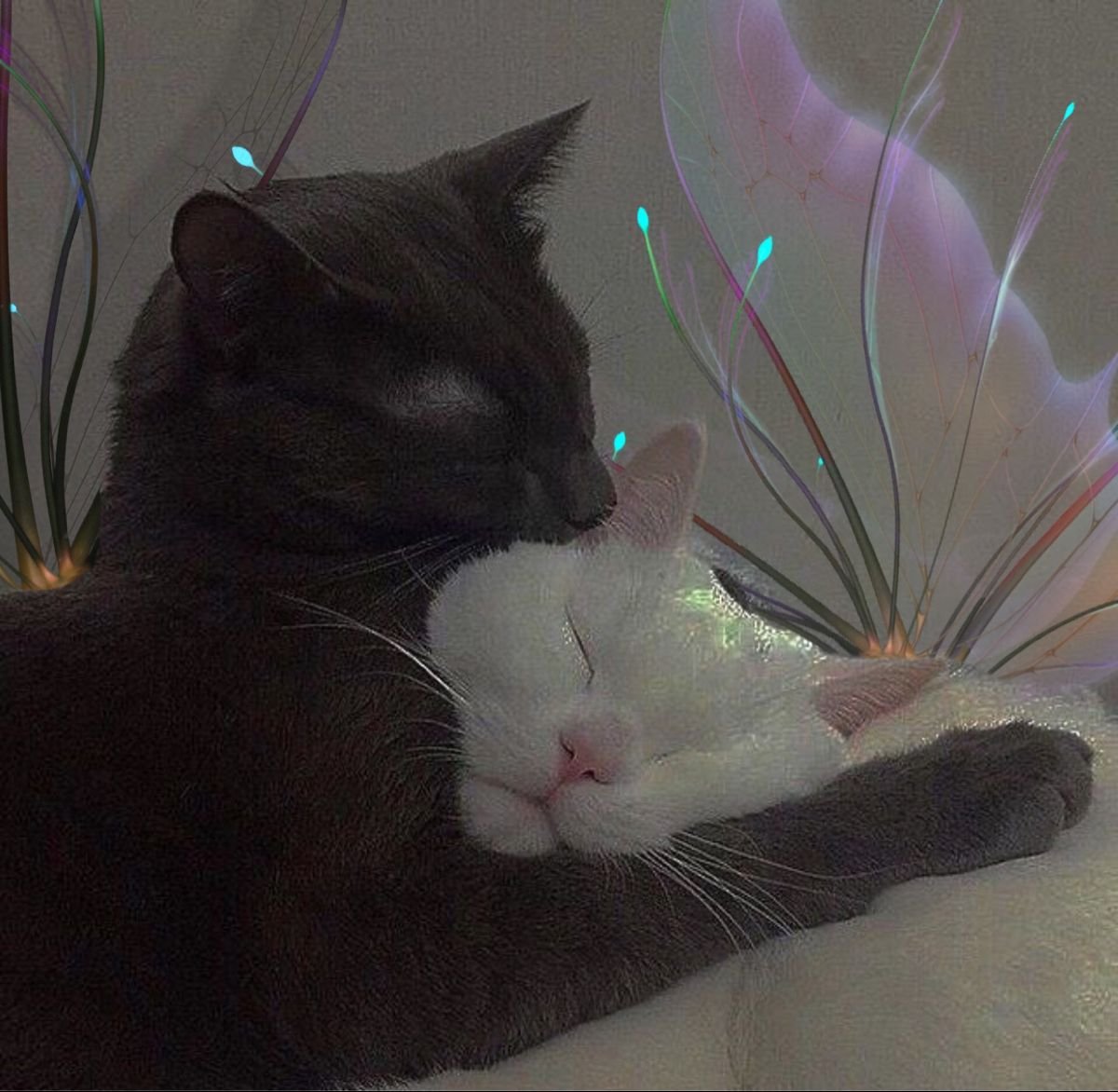 Любимый котик картинки