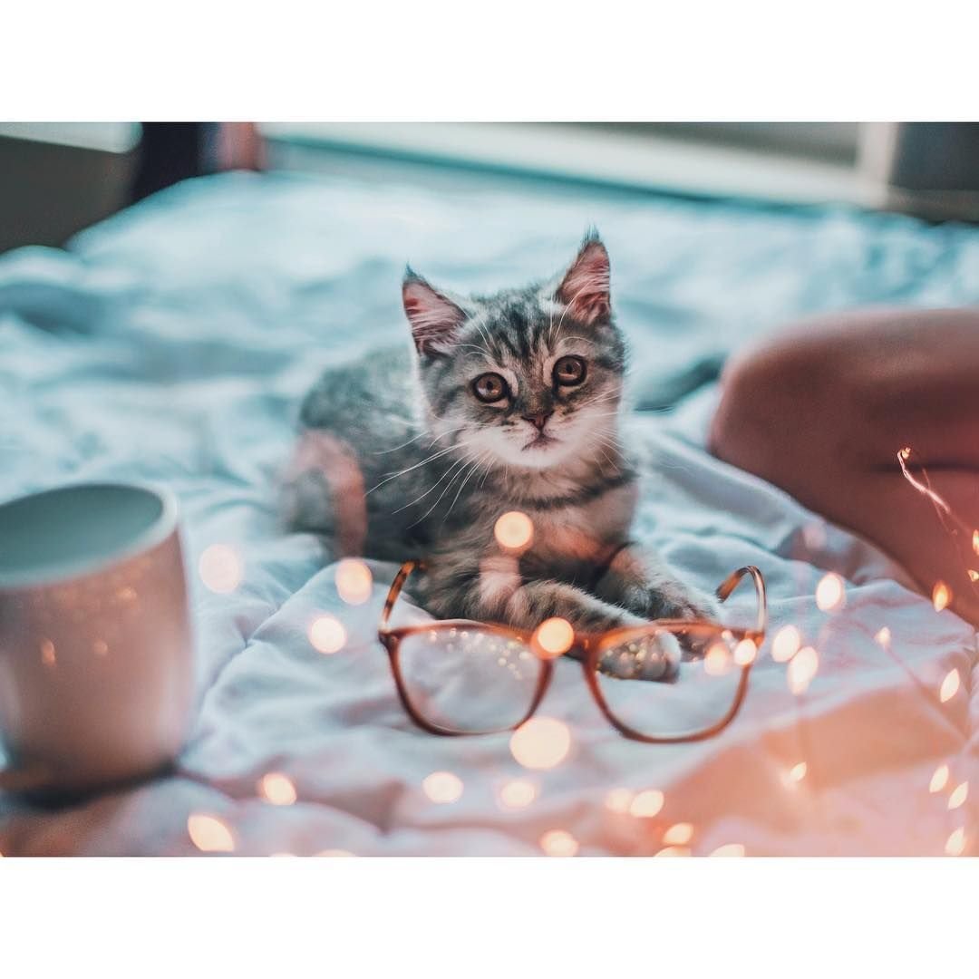 Котик на руках