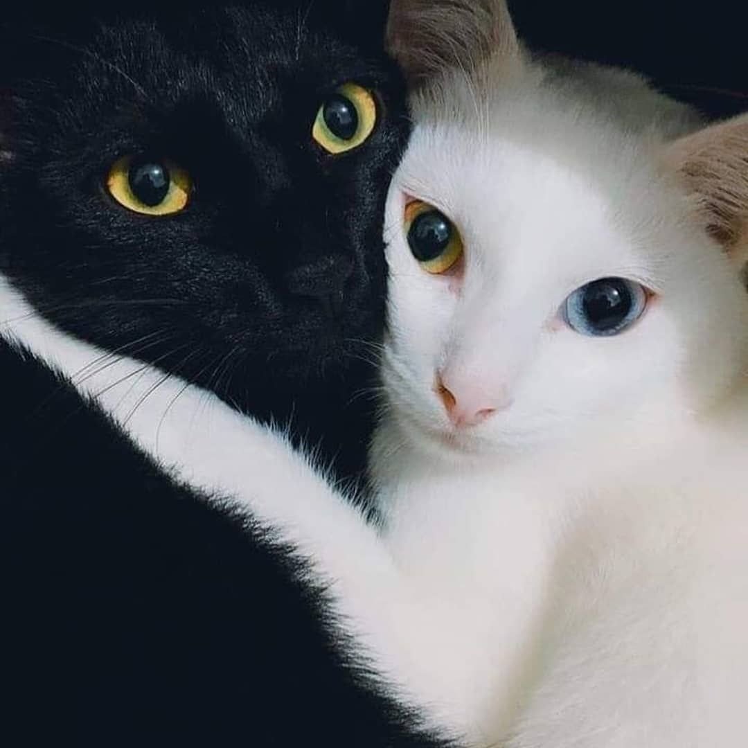 Котики для инстаграма