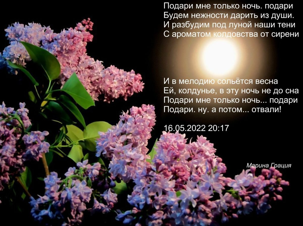 Сирень ночью