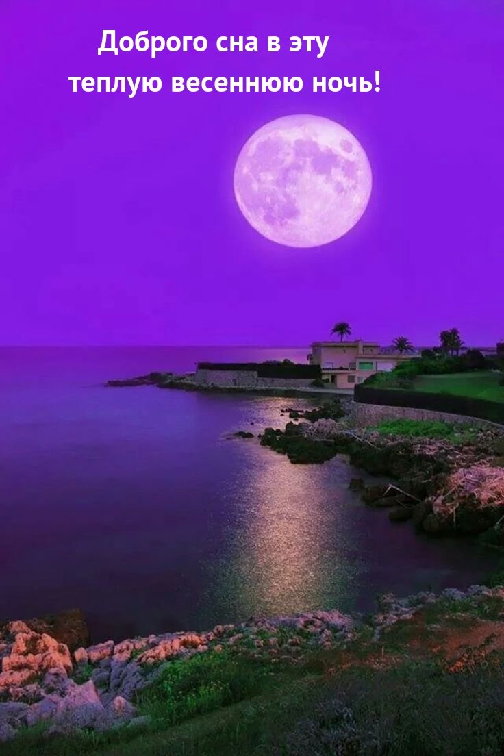 Цветы на ночном окне