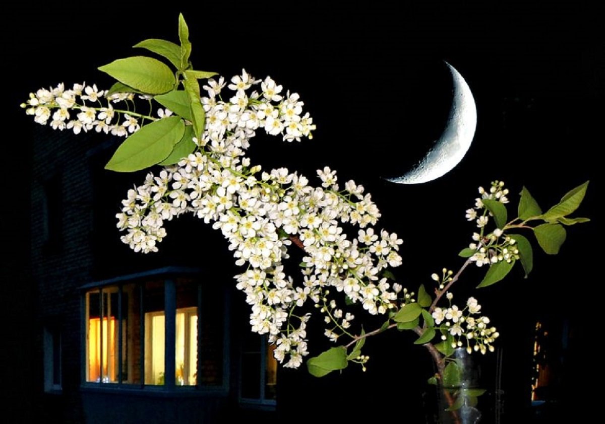 Спокойной ночи с черемухой