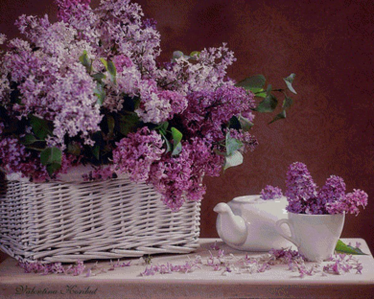 Красивая сирень