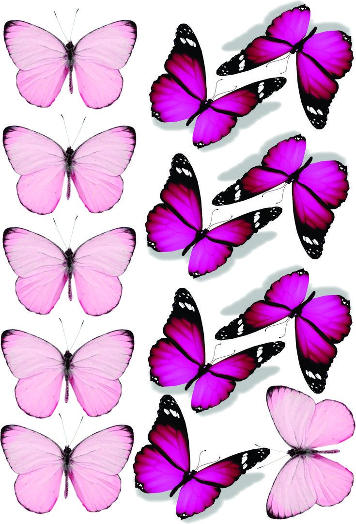 Маленькие бабочки на прозрачном фоне