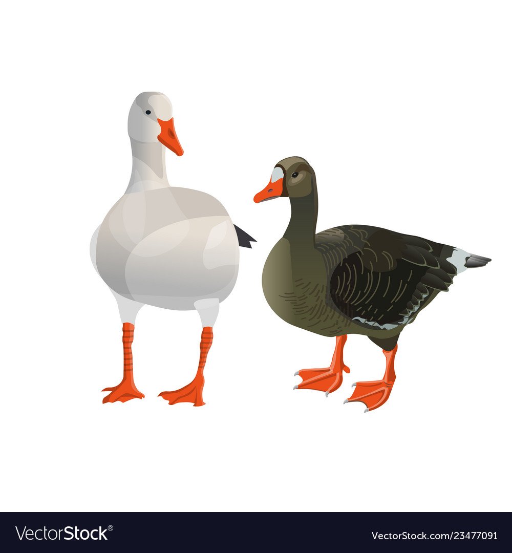Гуси у бабуси два веселых гуся мультик