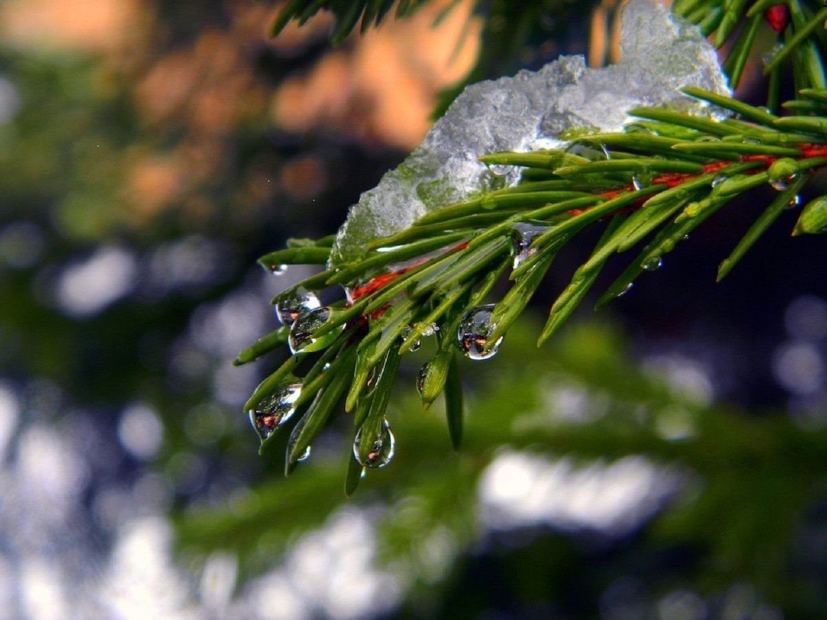 Весна дождь