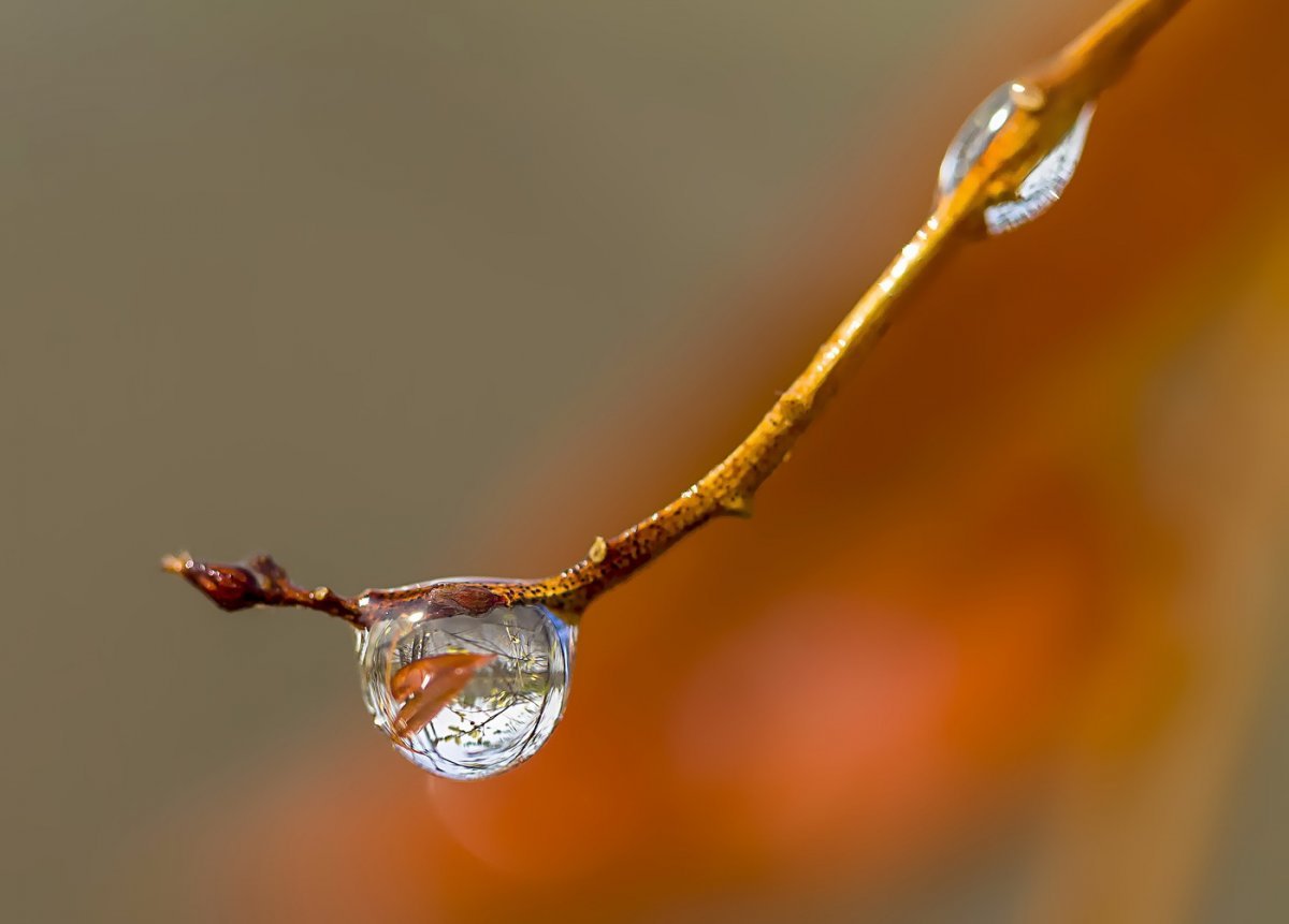 Сосульки на ветвях капают