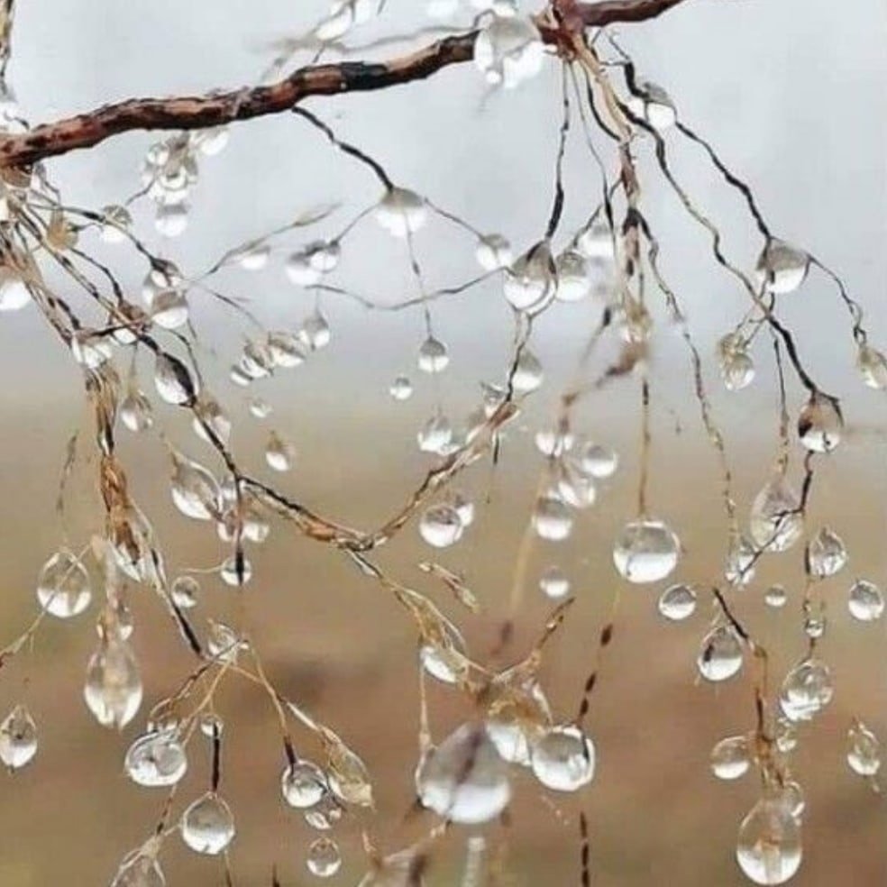 Капелька. Времена года