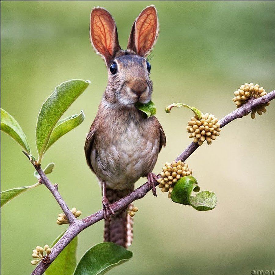 Заёбушек тату