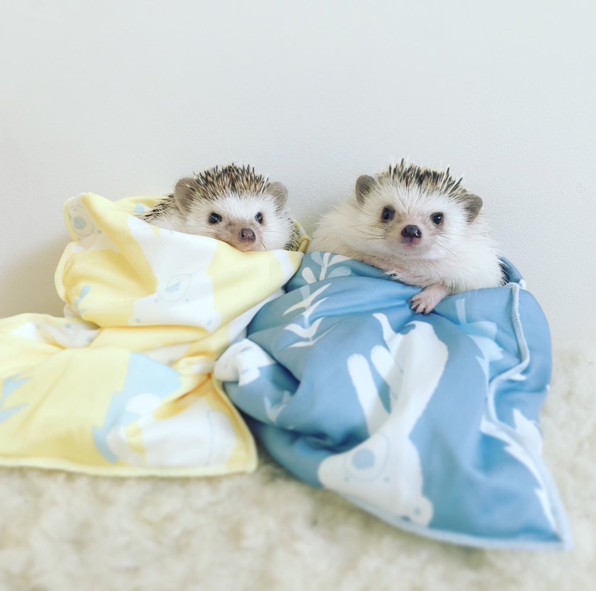 Ежик целует