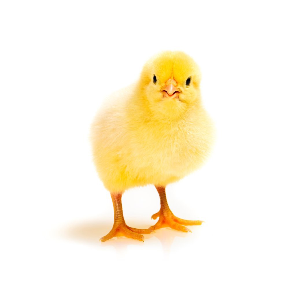 Цыпленок на белом фоне
