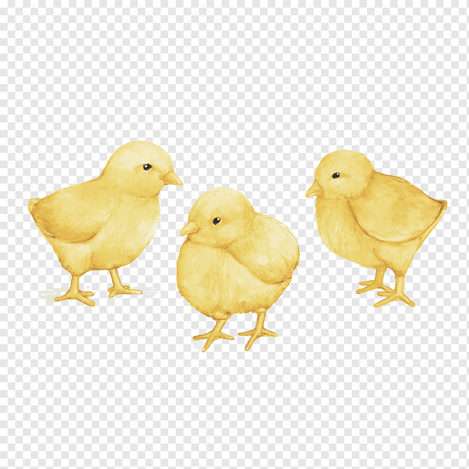 Цыпленок для вырезания