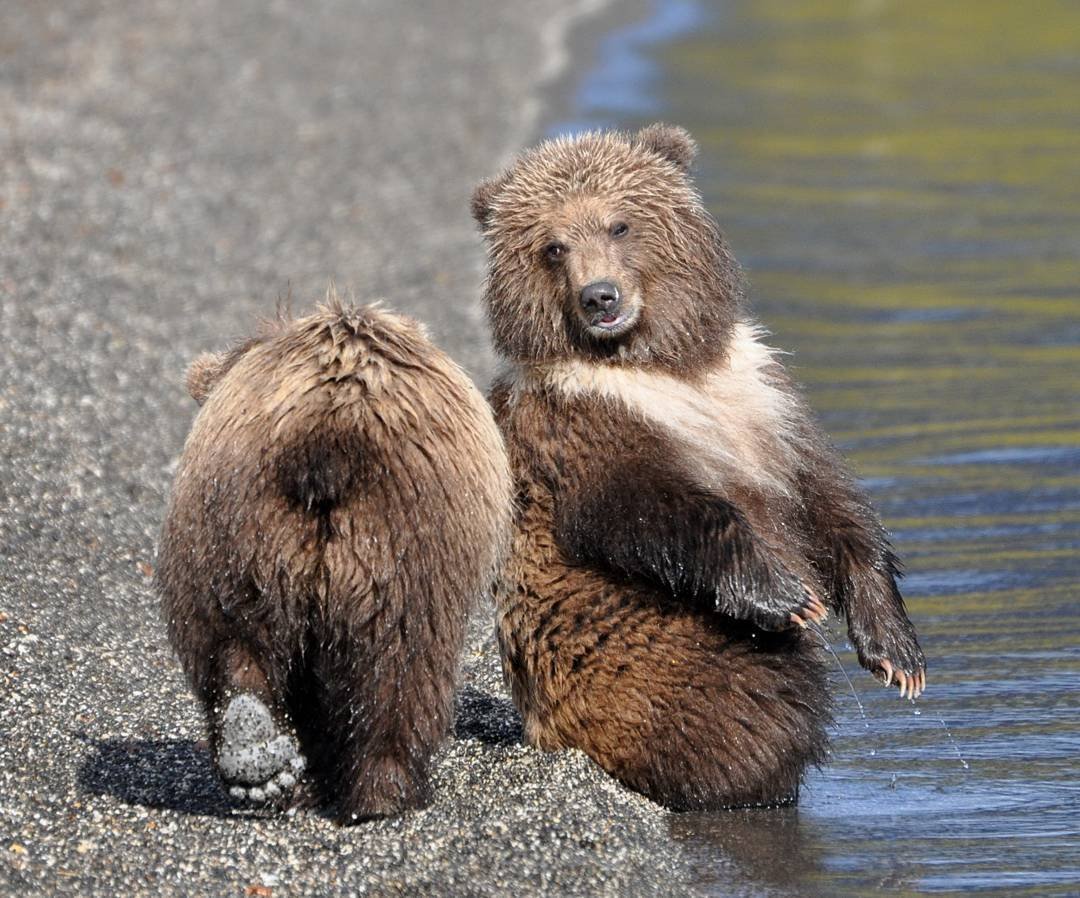 Хвост медведя