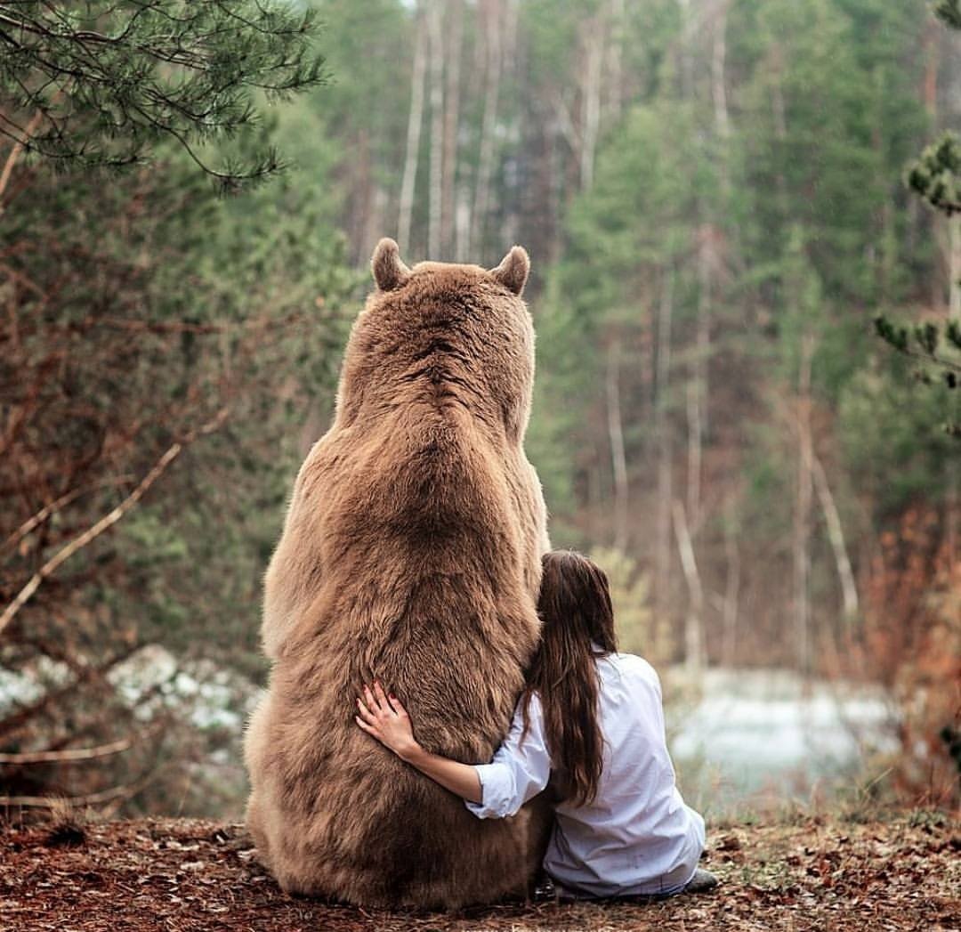 Медведи обнимаются