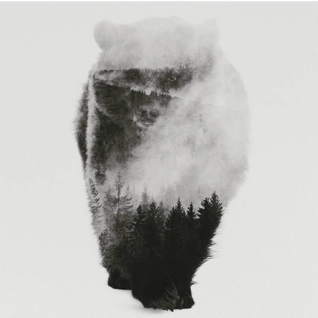 Медведь двойная экспозиция
