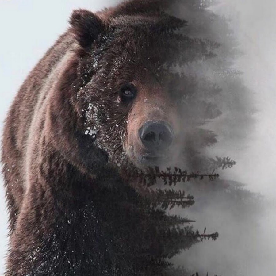 Медведь в тайге