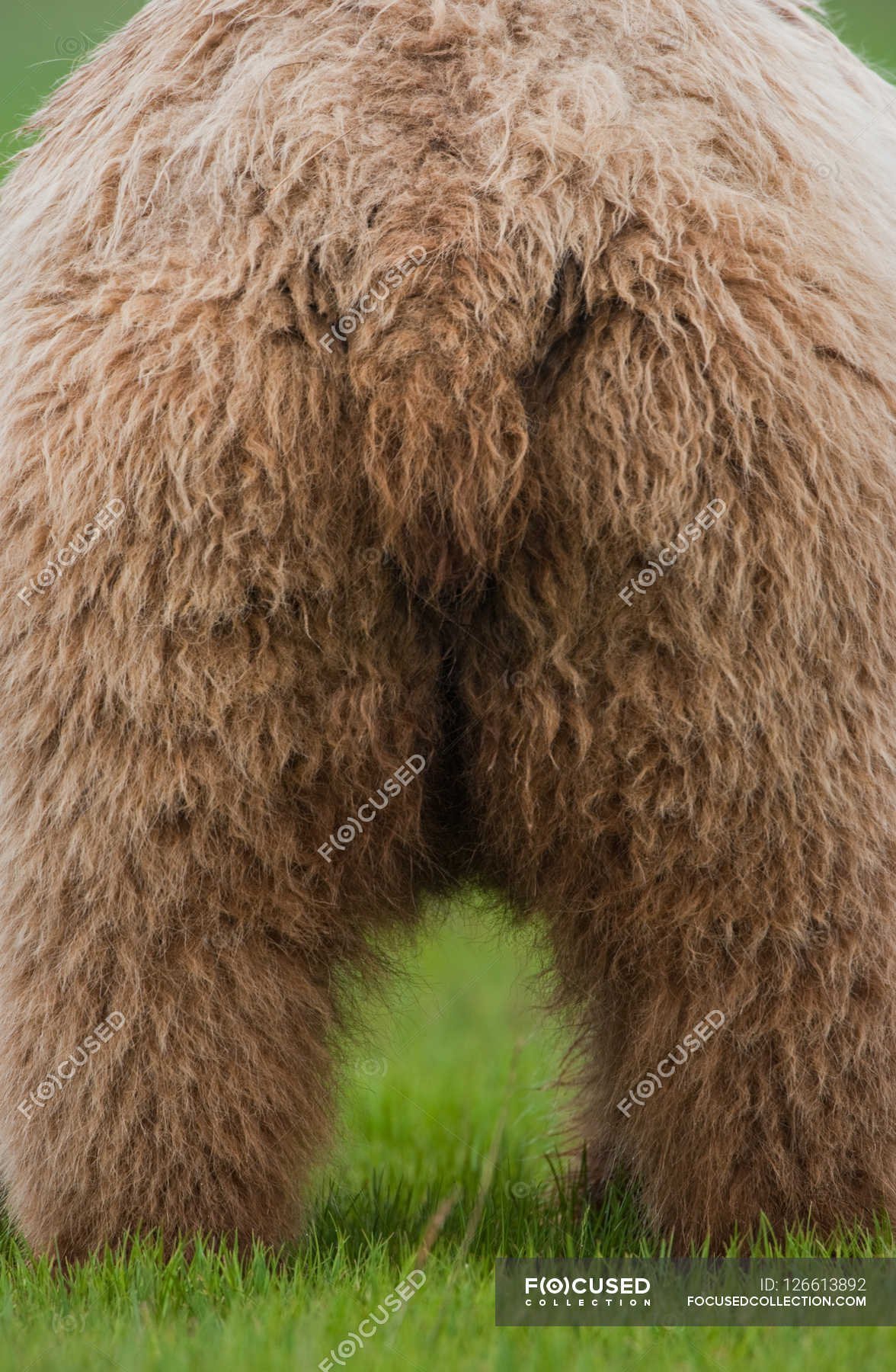 Бурый медведь хвост