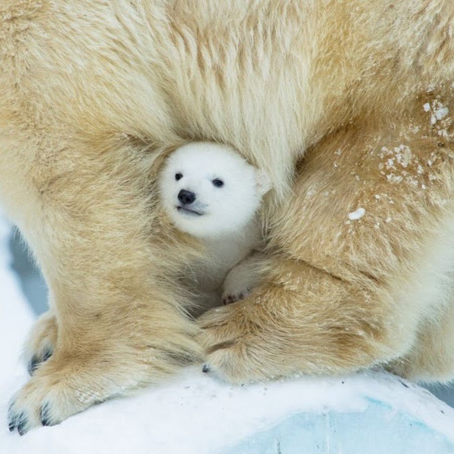 У белого медведя есть хвост