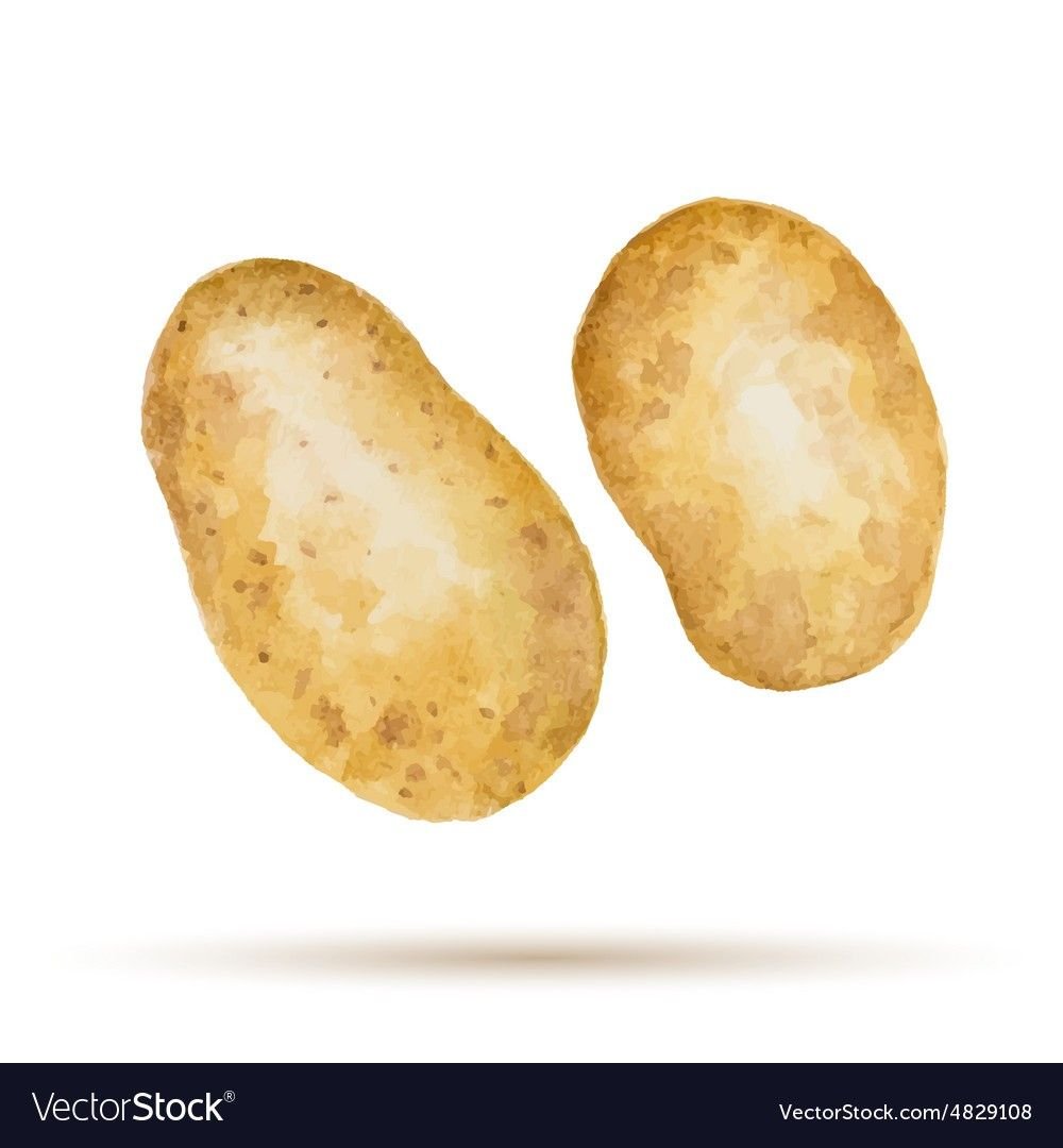 Картофель иллюстрация акварель