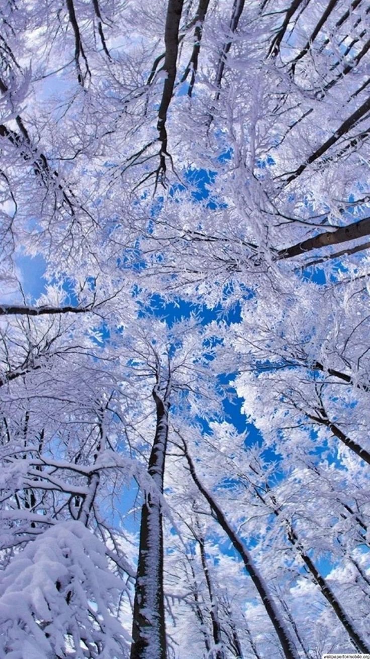 Зимние вертикальные