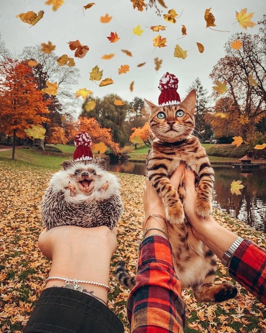 Коты и осень