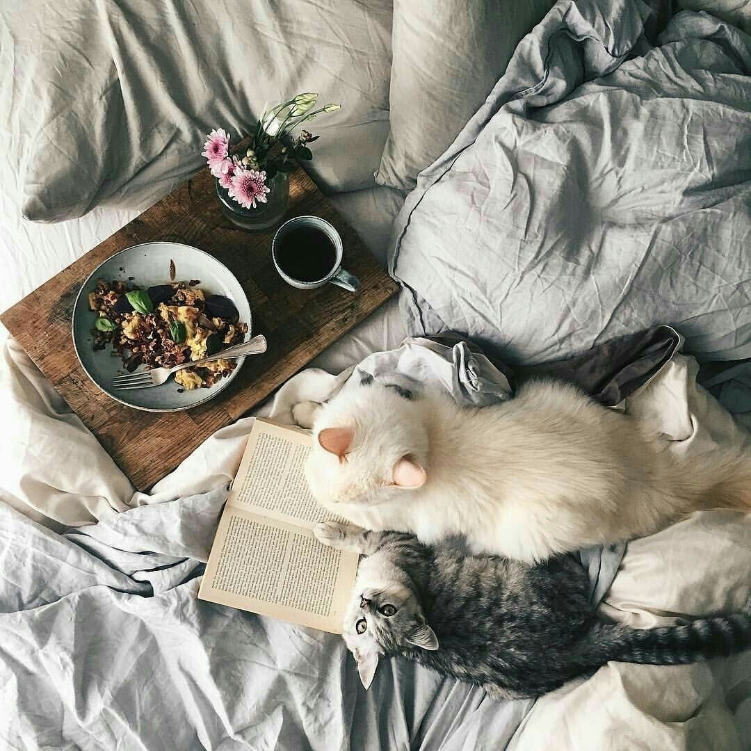 Уютный котик