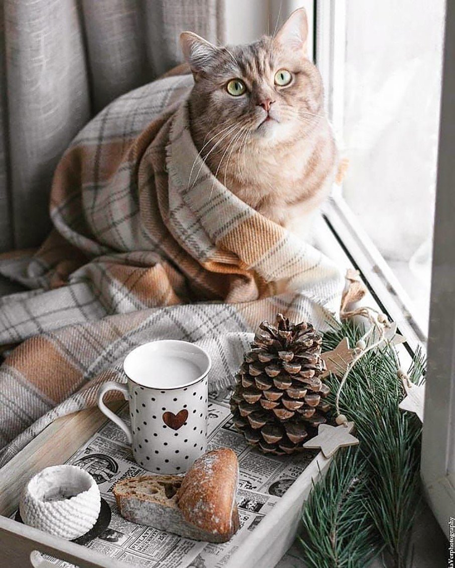 Уютные зимние котики