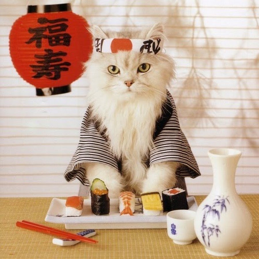 Кошка и роллы