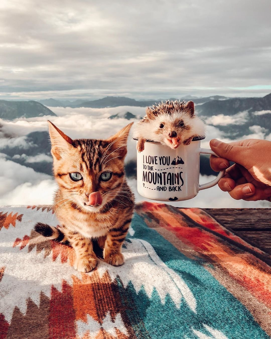 Позитивный кот