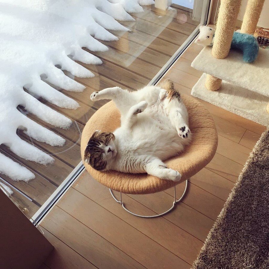 Коты и книги Эстетика