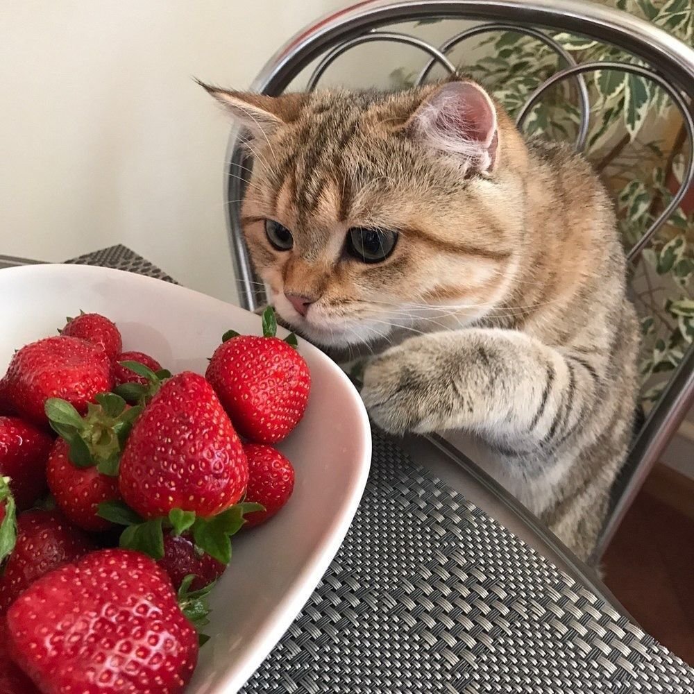 Милые котики с клубникой