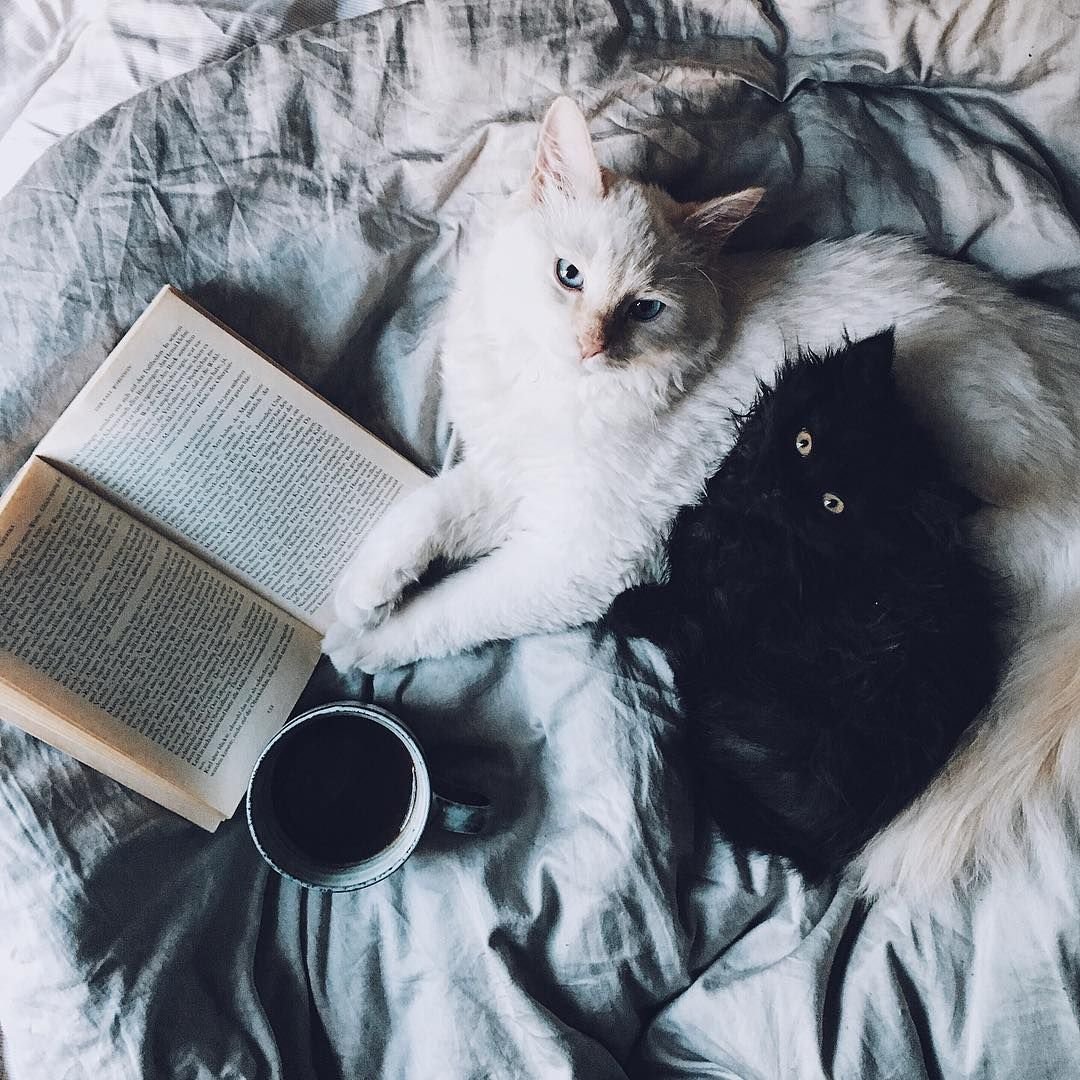 Уют Эстетика кот